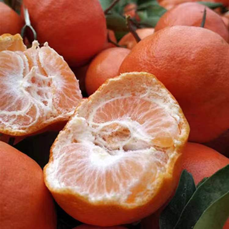 万县古红桔（鲜果）