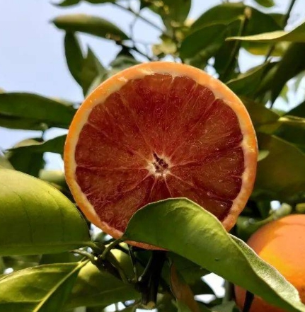玫瑰香橙（鲜果）